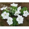 你要的！ 矮牽牛批發(fā)【贊】青州矮牽?！就扑]】山西矮牽牛