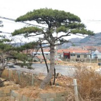 造型景觀松價格【量大從優】-徐州造型景觀松價格