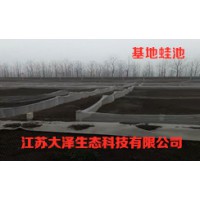稻蛙混養(yǎng)技術(shù)免費(fèi)加盟，湖南推薦青蛙養(yǎng)殖【江蘇大澤科技】